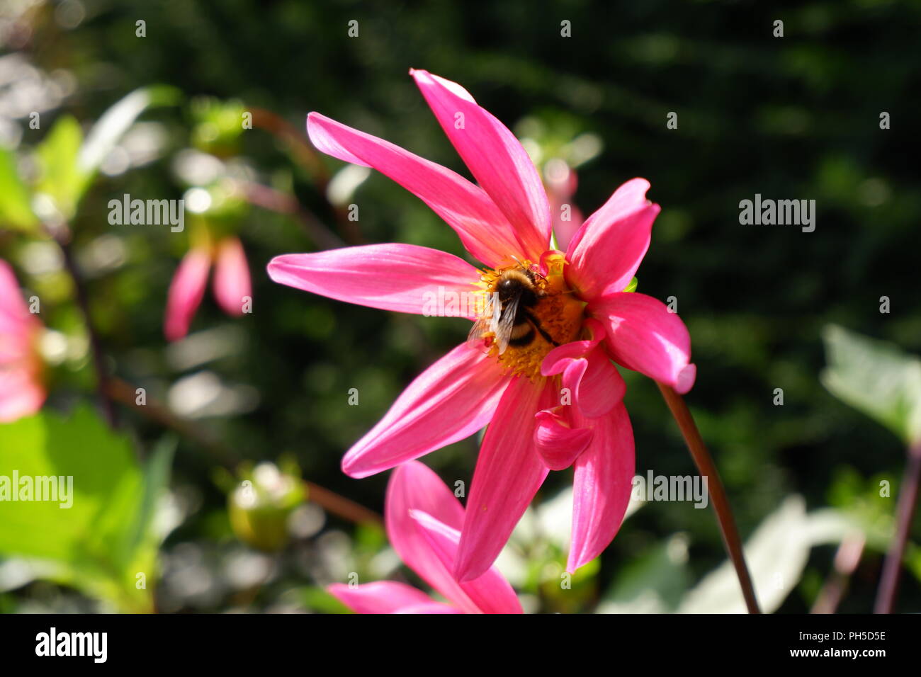 L'alimentazione delle api sul fiore, Holland Park (Londra, Regno Unito) Foto Stock