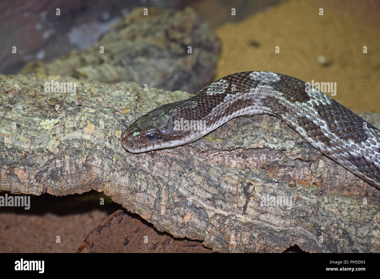 Tappeto di Python, giacente sul log Foto Stock