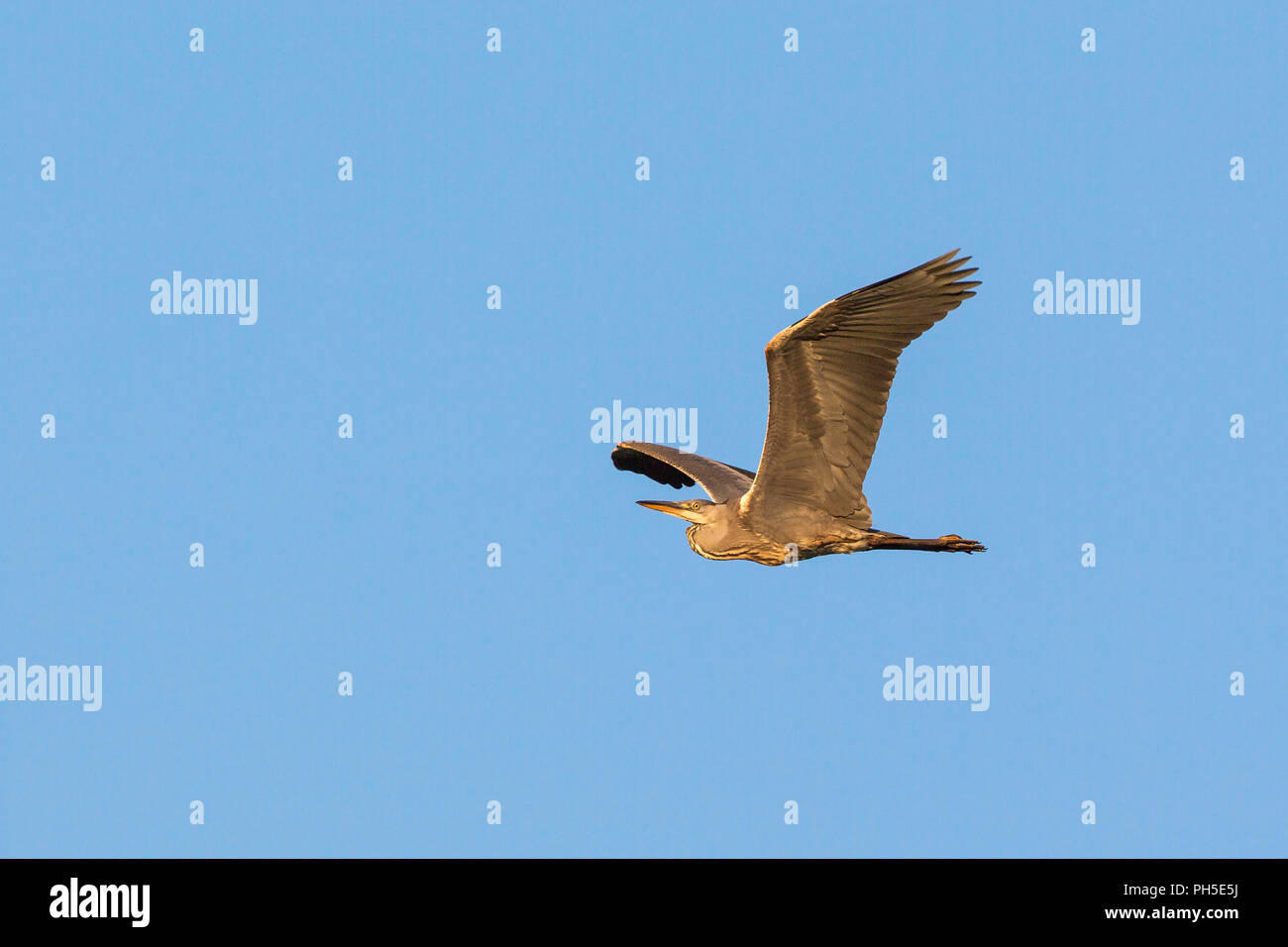 Airone cenerino volare nel cielo Foto Stock