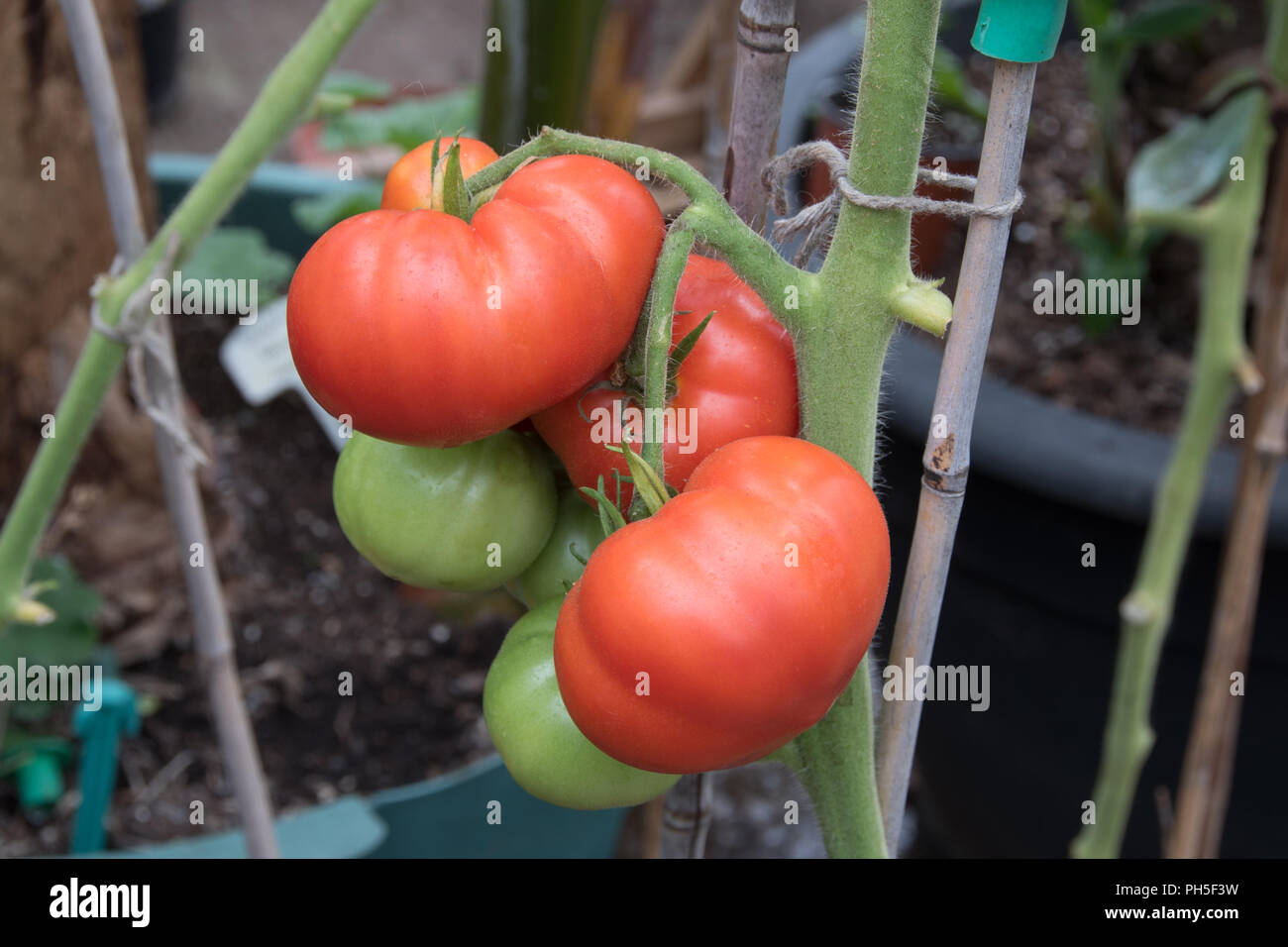 Pomodori di maturazione sulla pianta in una serra Inglese Foto Stock