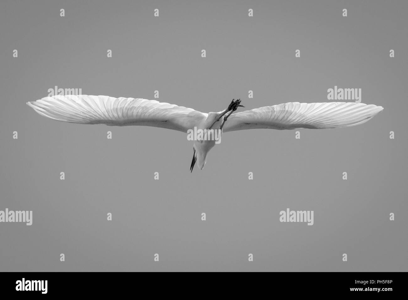 Un Airone bianco maggiore in volo Foto Stock