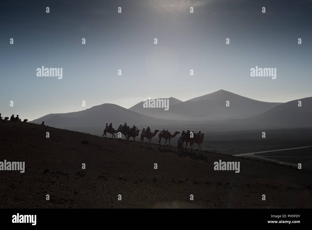 Cammelli attraversando il deserto Foto Stock