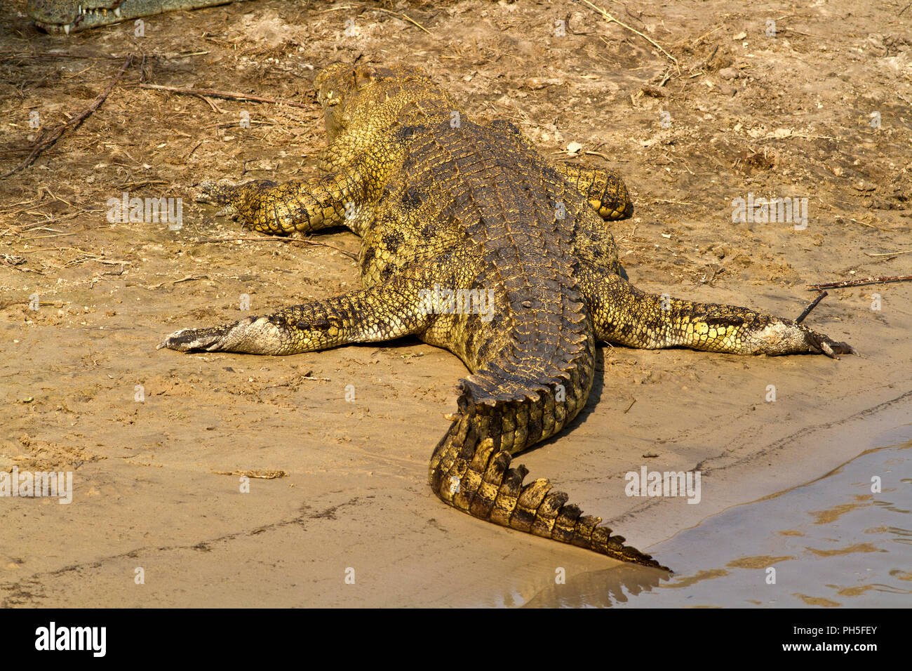 Un grande coccodrillo poggia sulle rive del fiume Katuma assorbendo calore per i suoi muscoli attraverso adattamenti speciali delle grosse squame o 'scutes' o Foto Stock