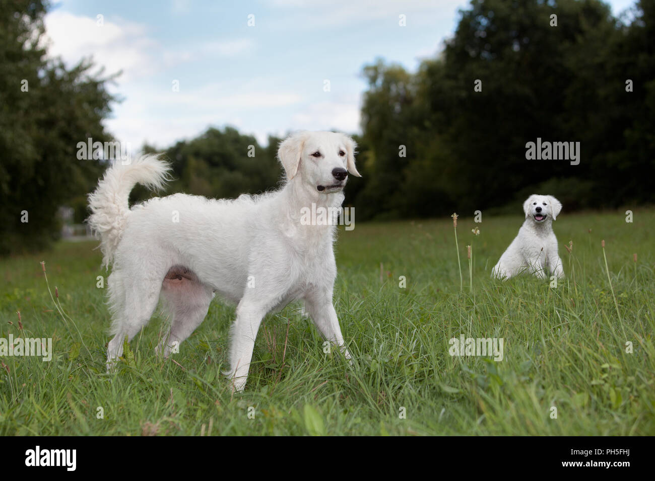 Kuvacz, ungarischer Hirtenhunde, ungherese vcanis lupus familiy pet Muttertier Herdenschutzhund Welpen im Hintergrund Foto Stock