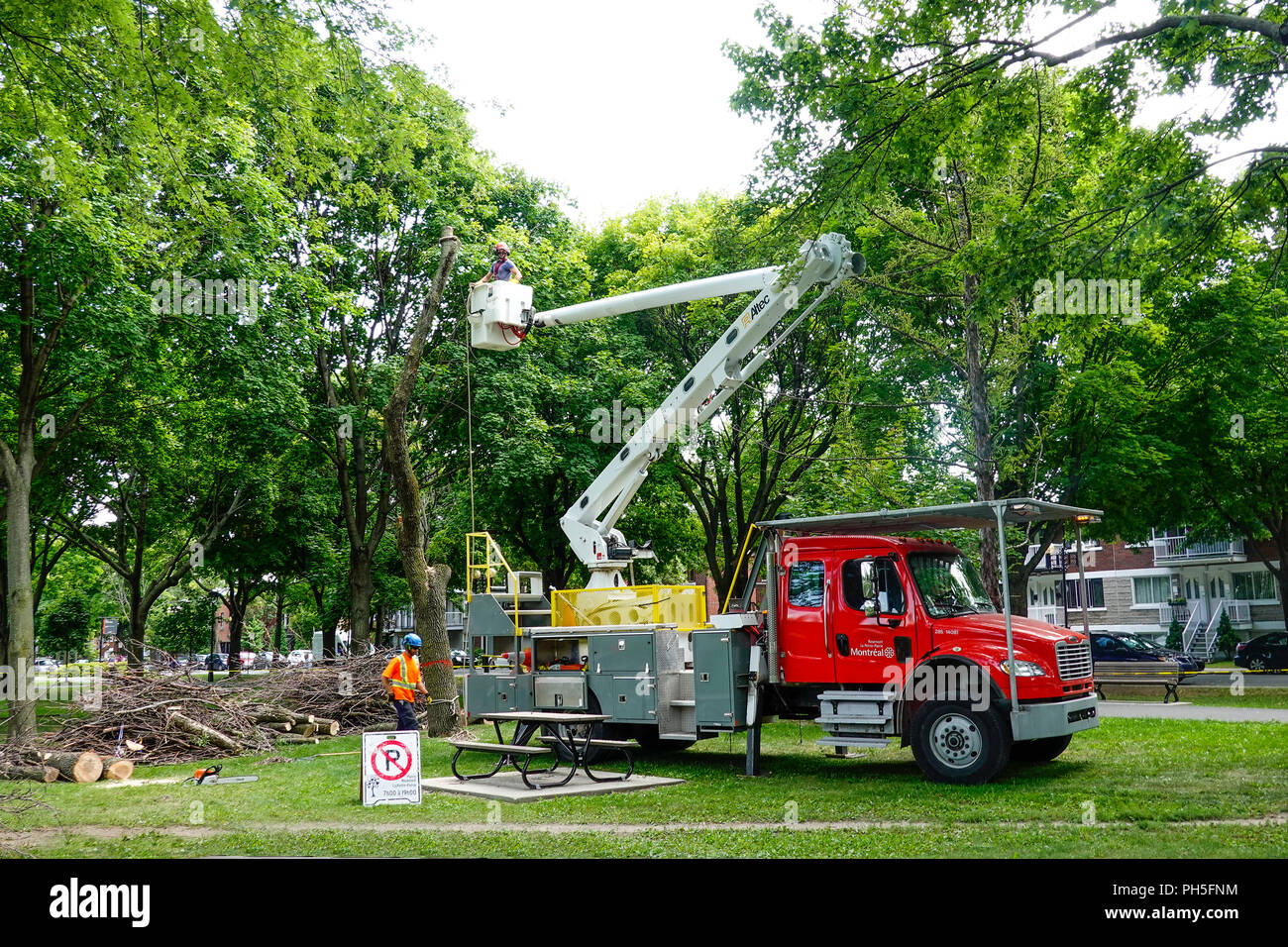 Il trattamento di frassino per bug infestazione. Emerald ash borer coleotteri, un piccolo ma distruttivo bug, hanno infettato migliaia di alberi in Montreal. Foto Stock