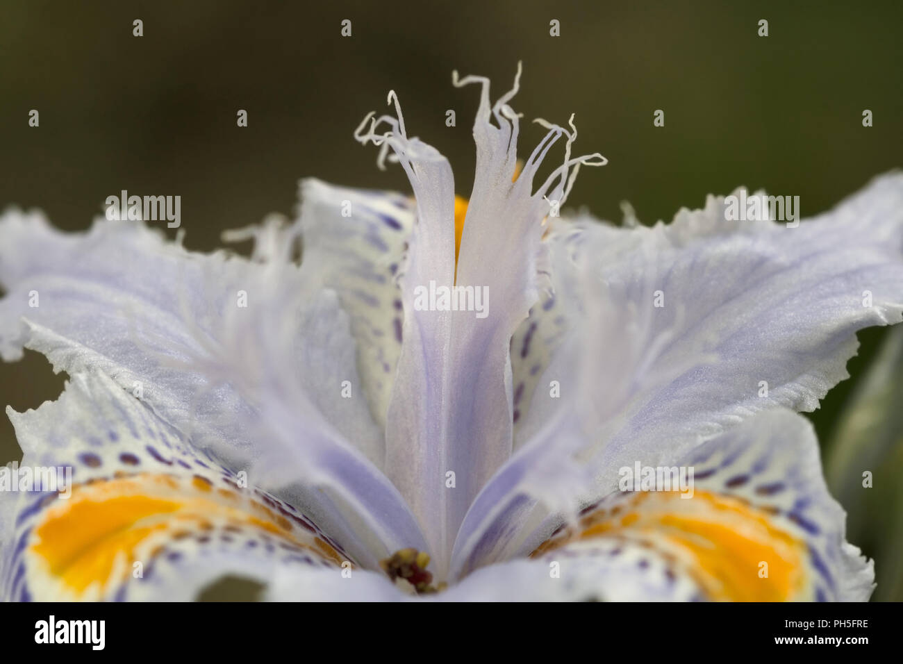 Close-up immagine di Iris japonica flower trovati in Himalaya Foto Stock
