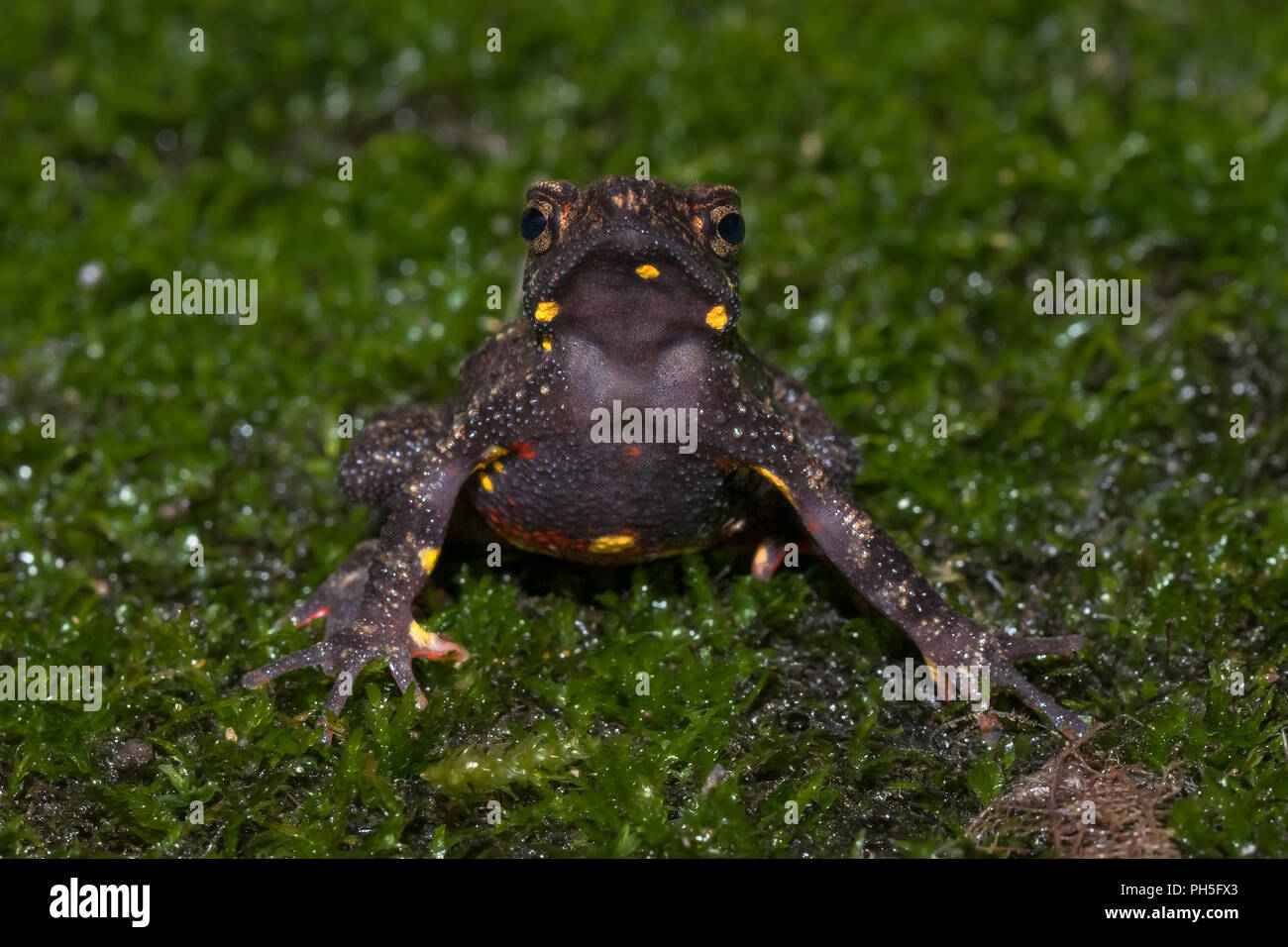 Il Malabar Torrent Toad, nel suo habitat naturale Foto Stock