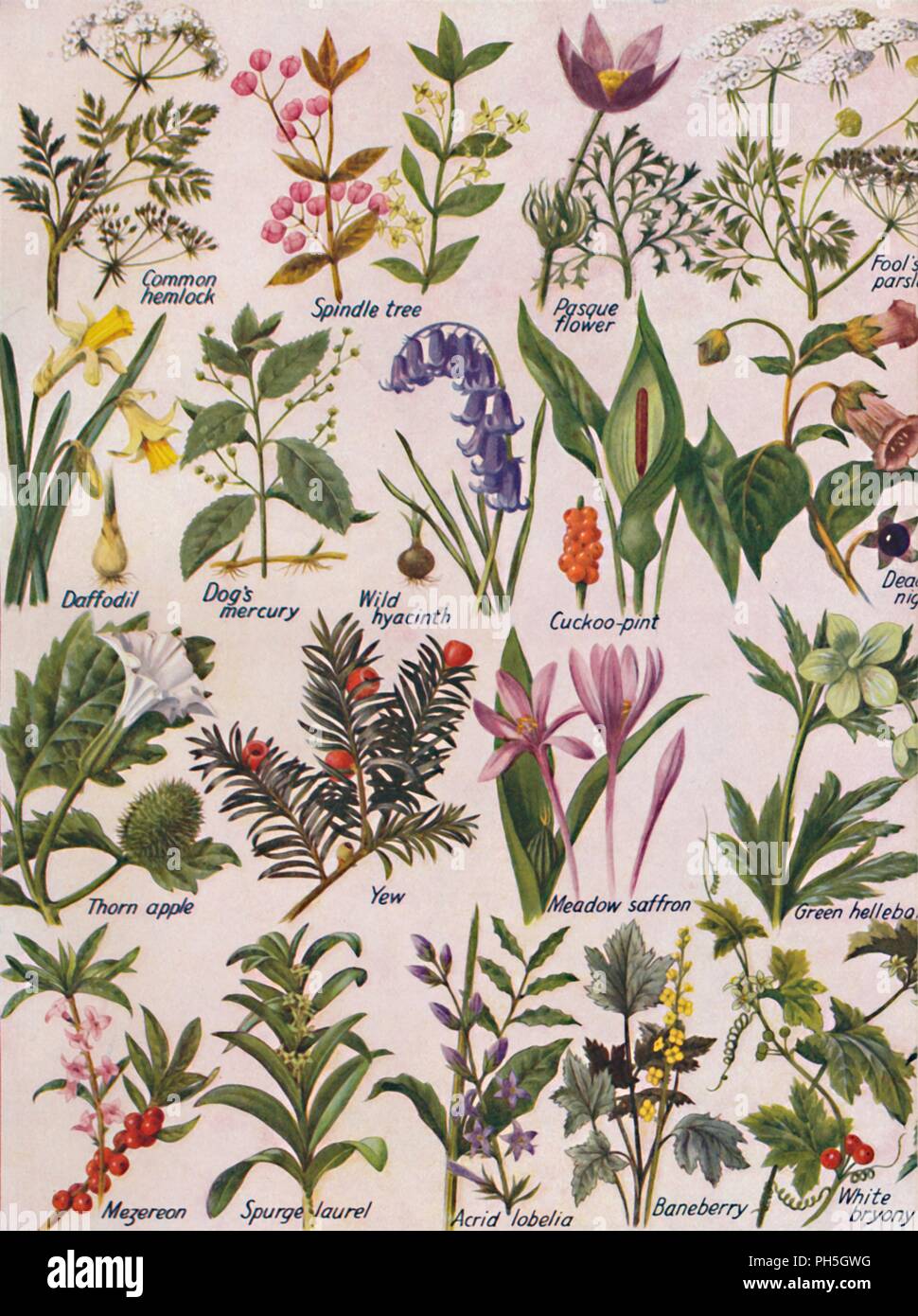 "Piante velenose trovati nelle isole britanniche", 1935. Artista: sconosciuto. Foto Stock