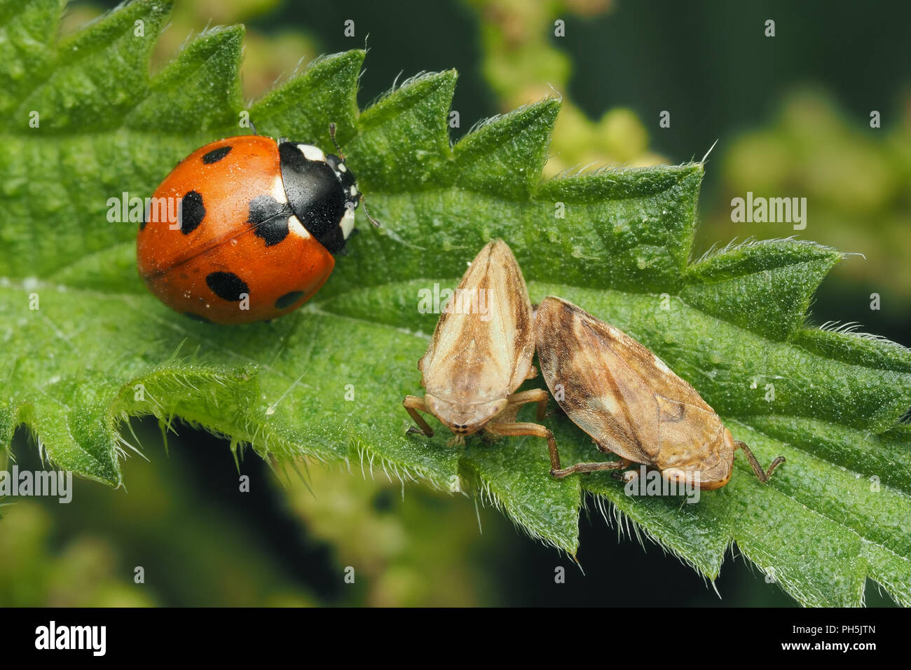 7-spot Ladybird (Coccinella septempunctata) e l'accoppiamento Froghoppers comune (Philaenus spumarius) sulla foglia di ortica Foto Stock