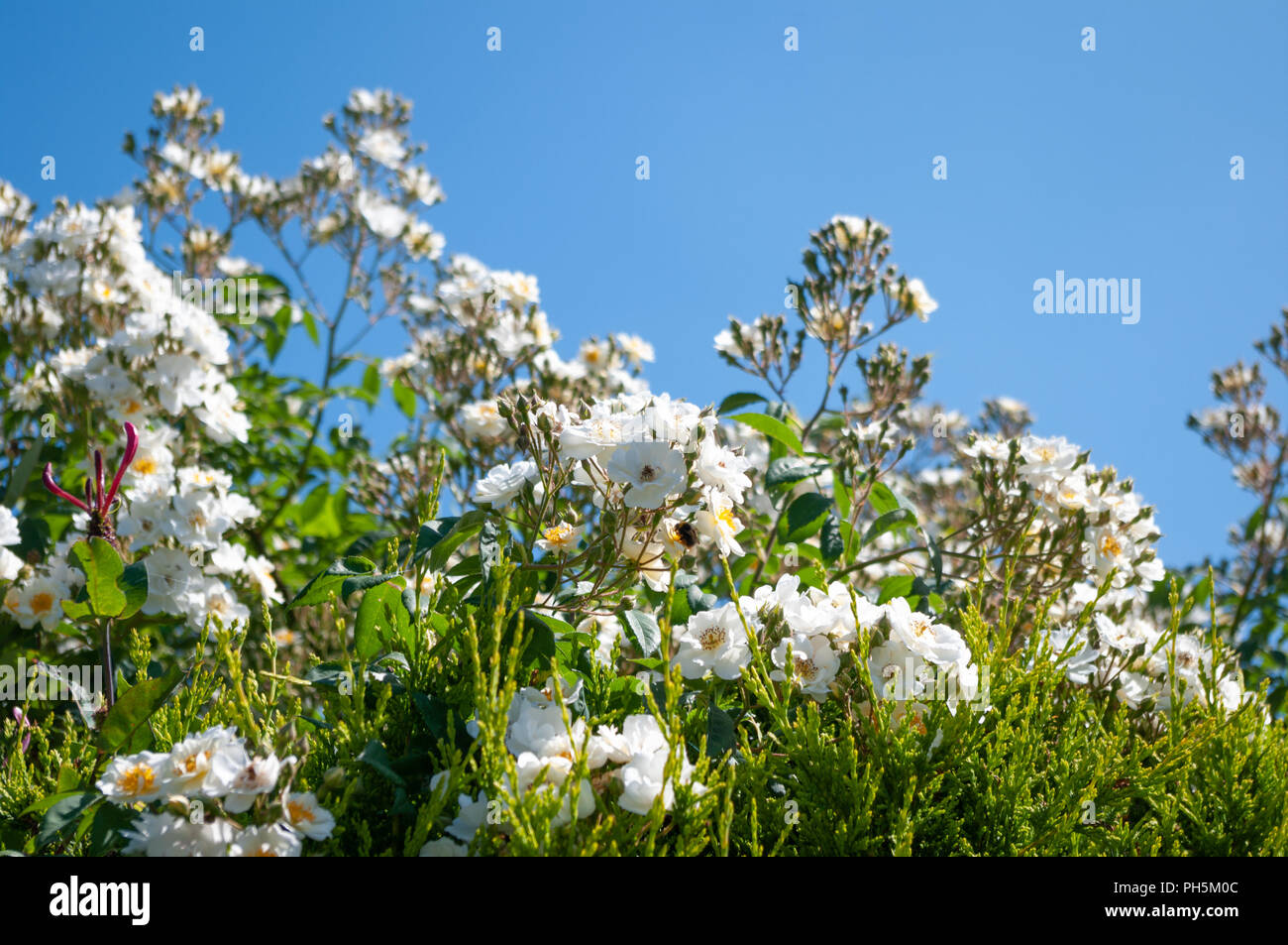 White rambling rosa che cresce su siepe di conifere. Foto Stock