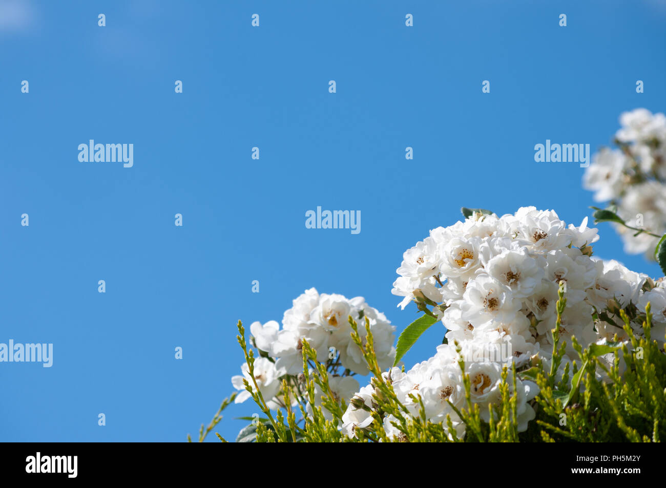 Sullo sfondo di un cielo blu con rose bianche nell'angolo. Foto Stock