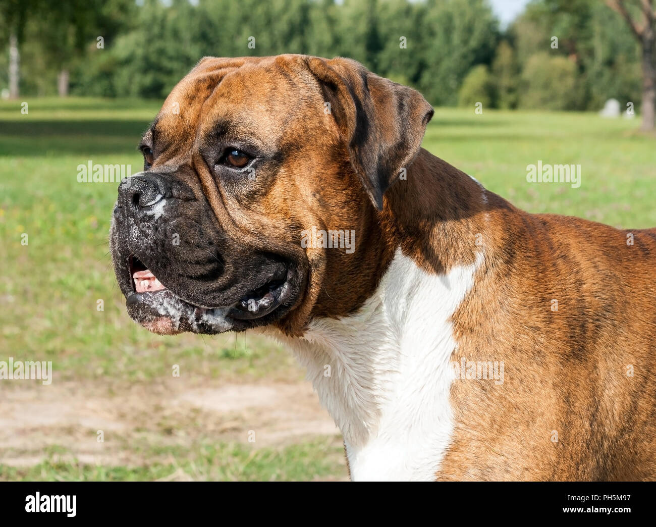 Ritratto di un cane boxer tedesche con lunghe orecchie, un muso sporco nella saliva, guarda lontano, uno sguardo da vicino, l'animale è illuminato dal sole, il campo verde Foto Stock