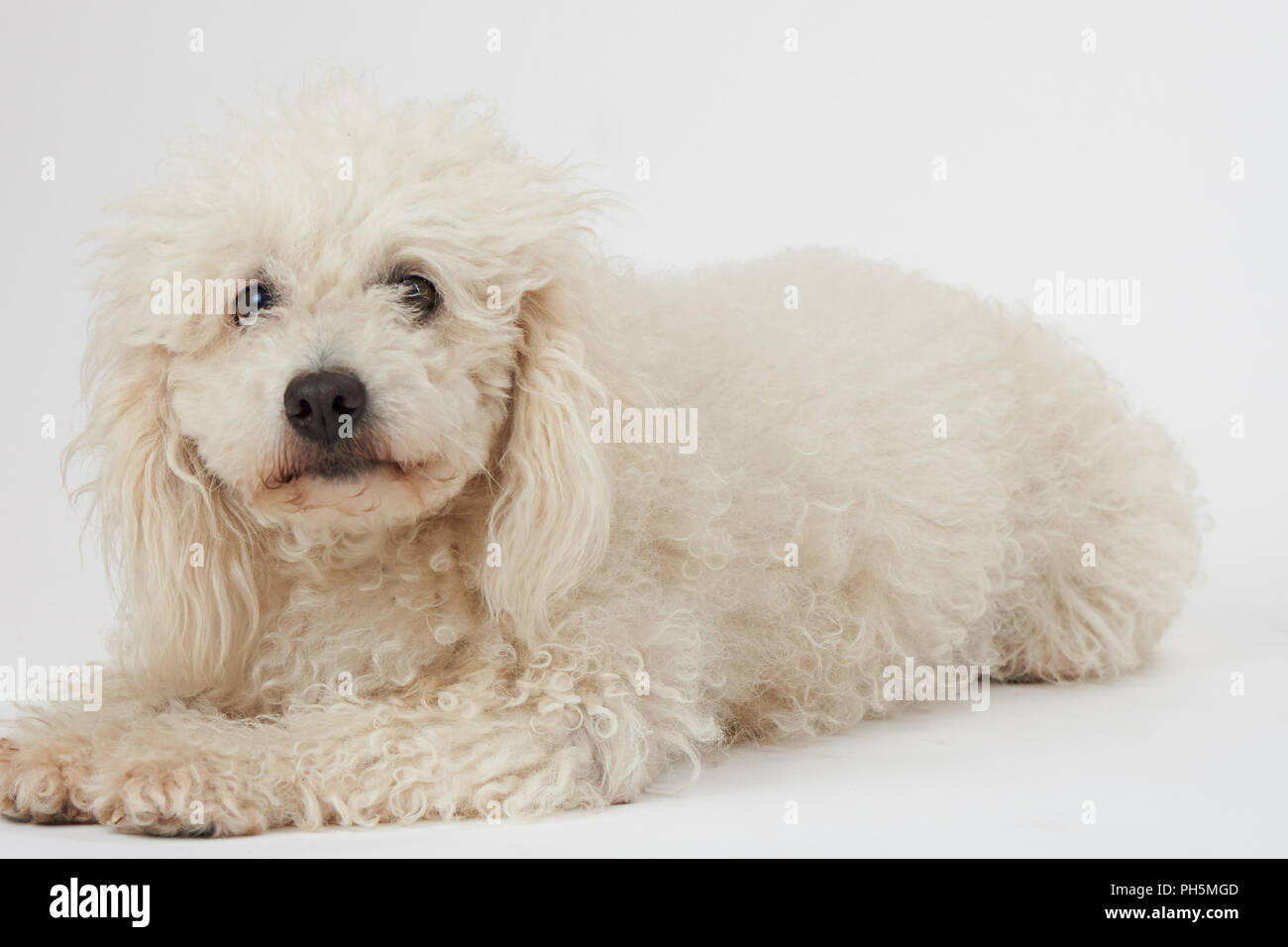 Non curato bianco cane barboncino isolato giacente Foto Stock