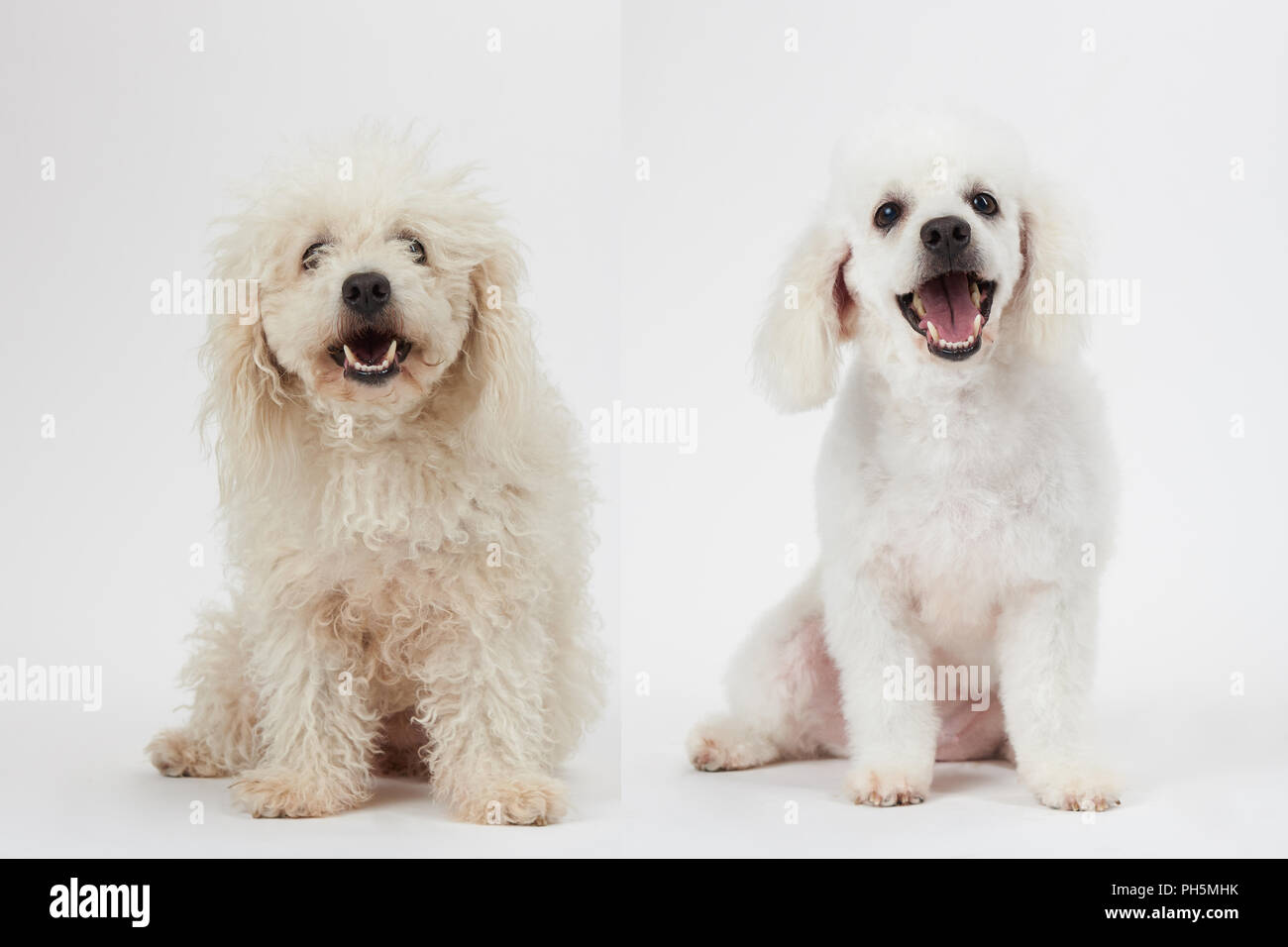 Toelettatura cani tema prima e dopo il risultato. Bianco cane barboncino prima e dopo lo sposo i suoi capelli Foto Stock