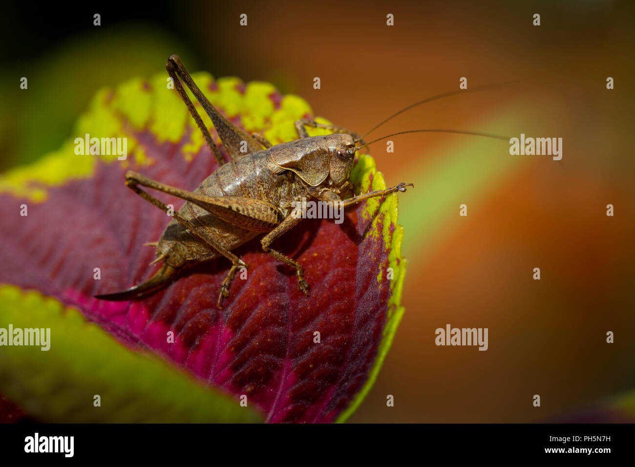 Dark bush cricket, pholidoptera griseoaptera, femmina, appoggiato su una foglia di coleus. Suffolk, Regno Unito. Foto Stock