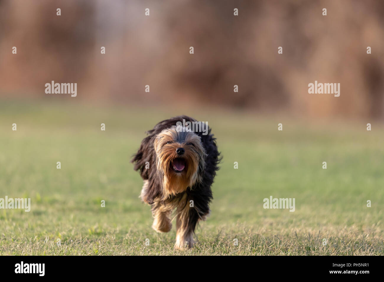 Un Yorkshire terrier in esecuzione in un campo al tramonto. Foto Stock
