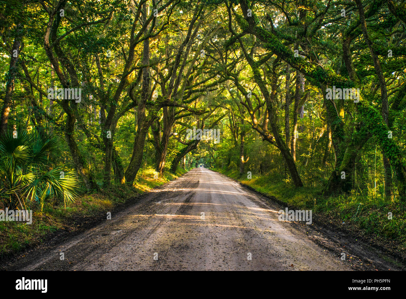 Oak Tree Tunnel strada sterrata a Botany Bay Plantation in Editso Island South Carolina SC vicino a Charleston. Foto Stock