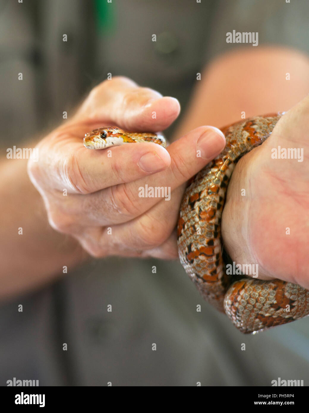 Snake per la mano di un uomo. Foto Stock