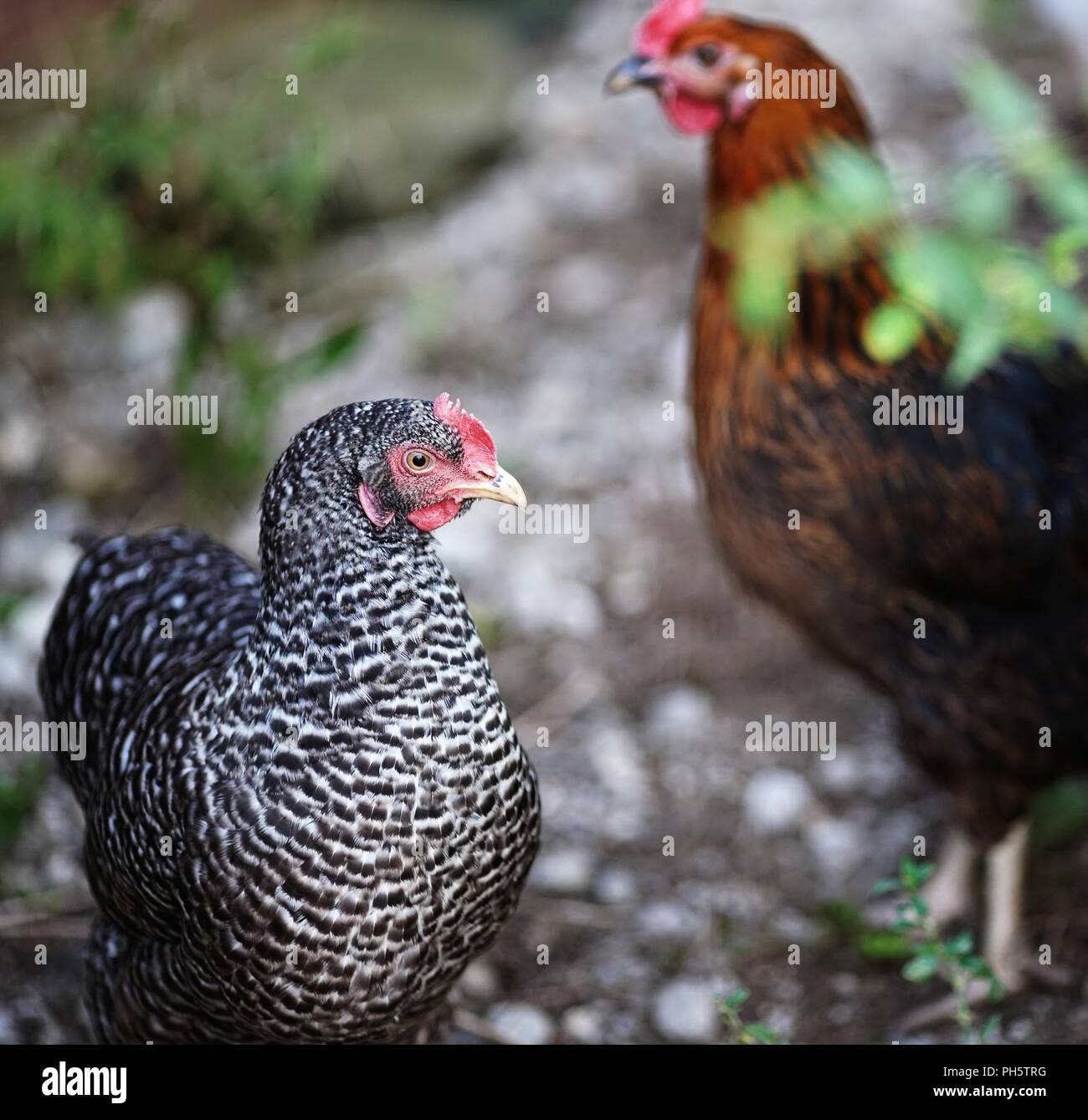 Due galline domestiche, di diverso colore della pelle, pollo, libera al di fuori gamma Foto Stock