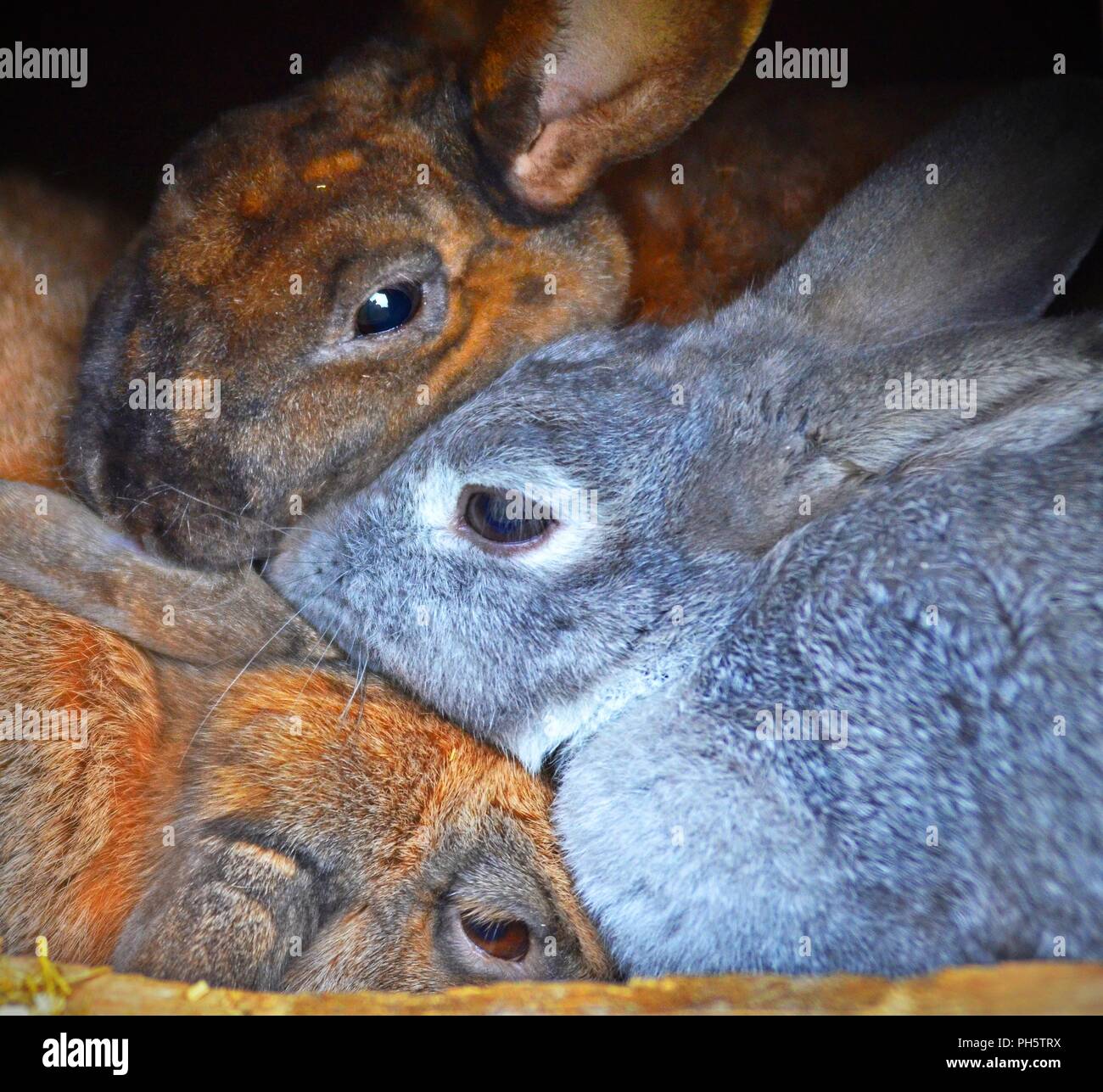 Tre conigli accogliente, stretto coccola, mettetevi comodi con ciascun altro Foto Stock