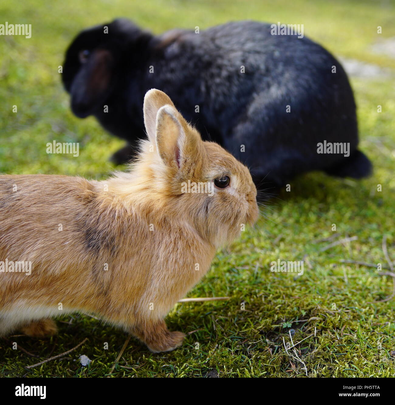 Due esterni di coniglio, marrone e nero, seduto su un prato, guardare, avviso Foto Stock