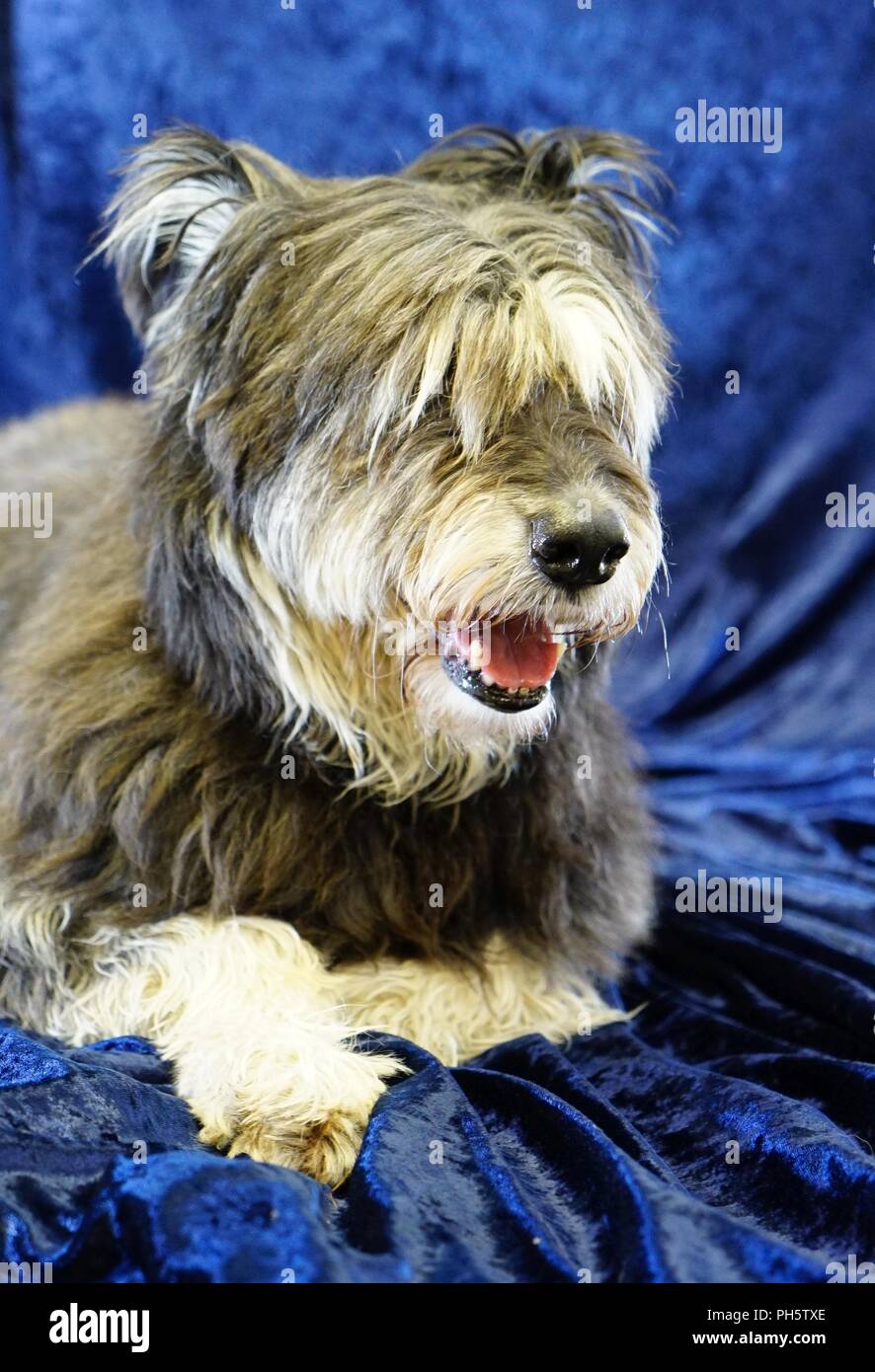 Irish Wolfhound, giacente sul velluto blu indoor, a bocca aperta, ansimando, lunghi capelli copre gli occhi Foto Stock