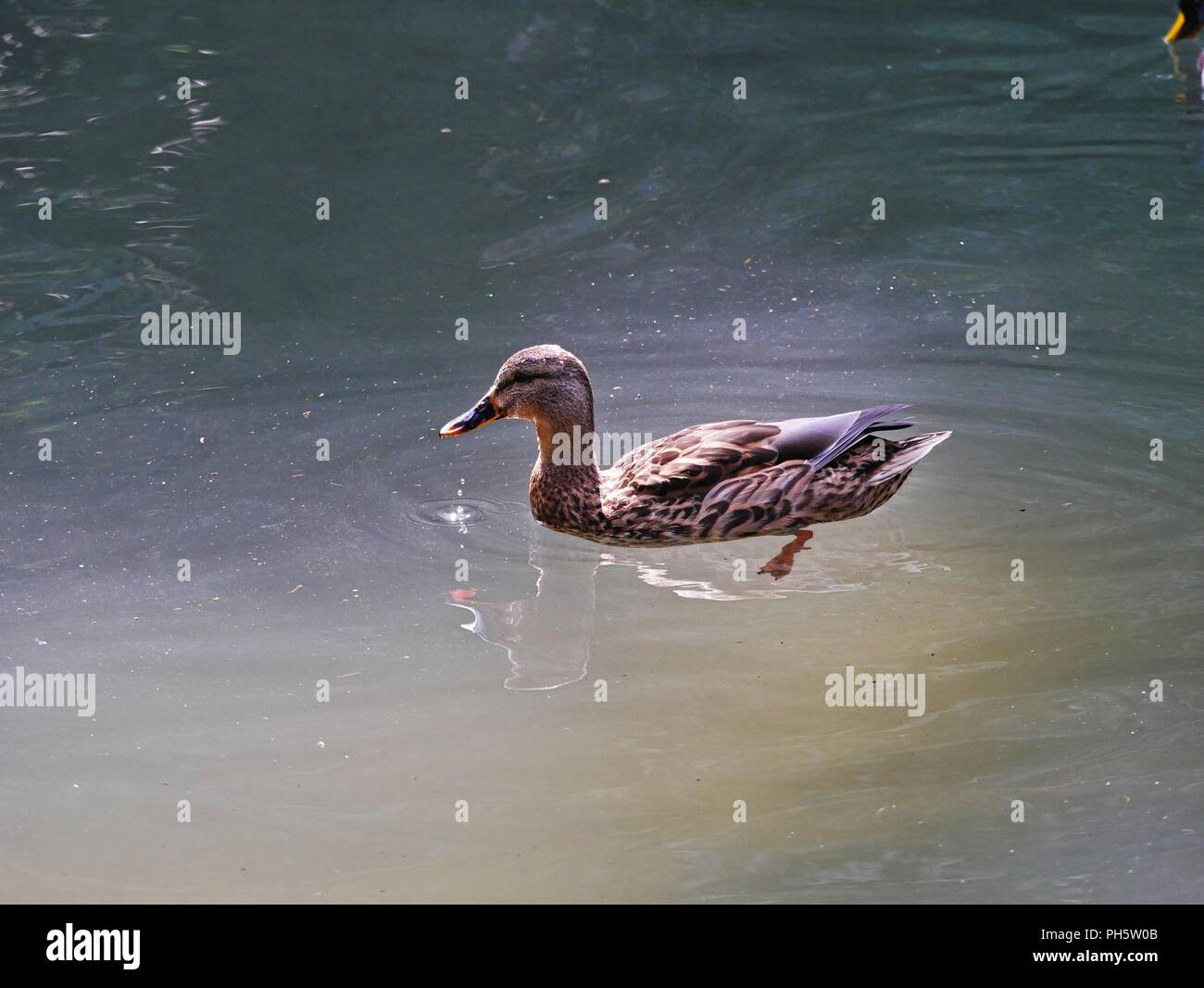 Anatra femmina, nuoto in acqua, retroilluminato da luce solare, l'acqua scende dribbling dal becco Foto Stock