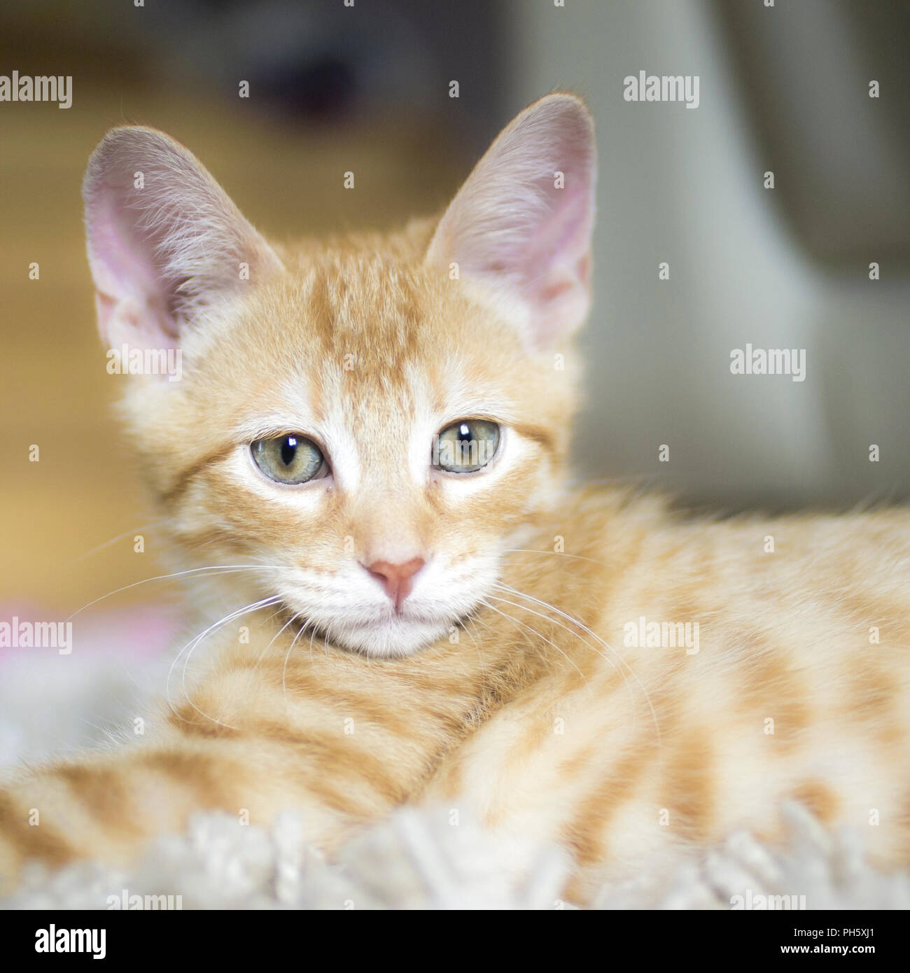 Il bianco e il rosso gattino guardando la telecamera, super cute cat baby Foto Stock