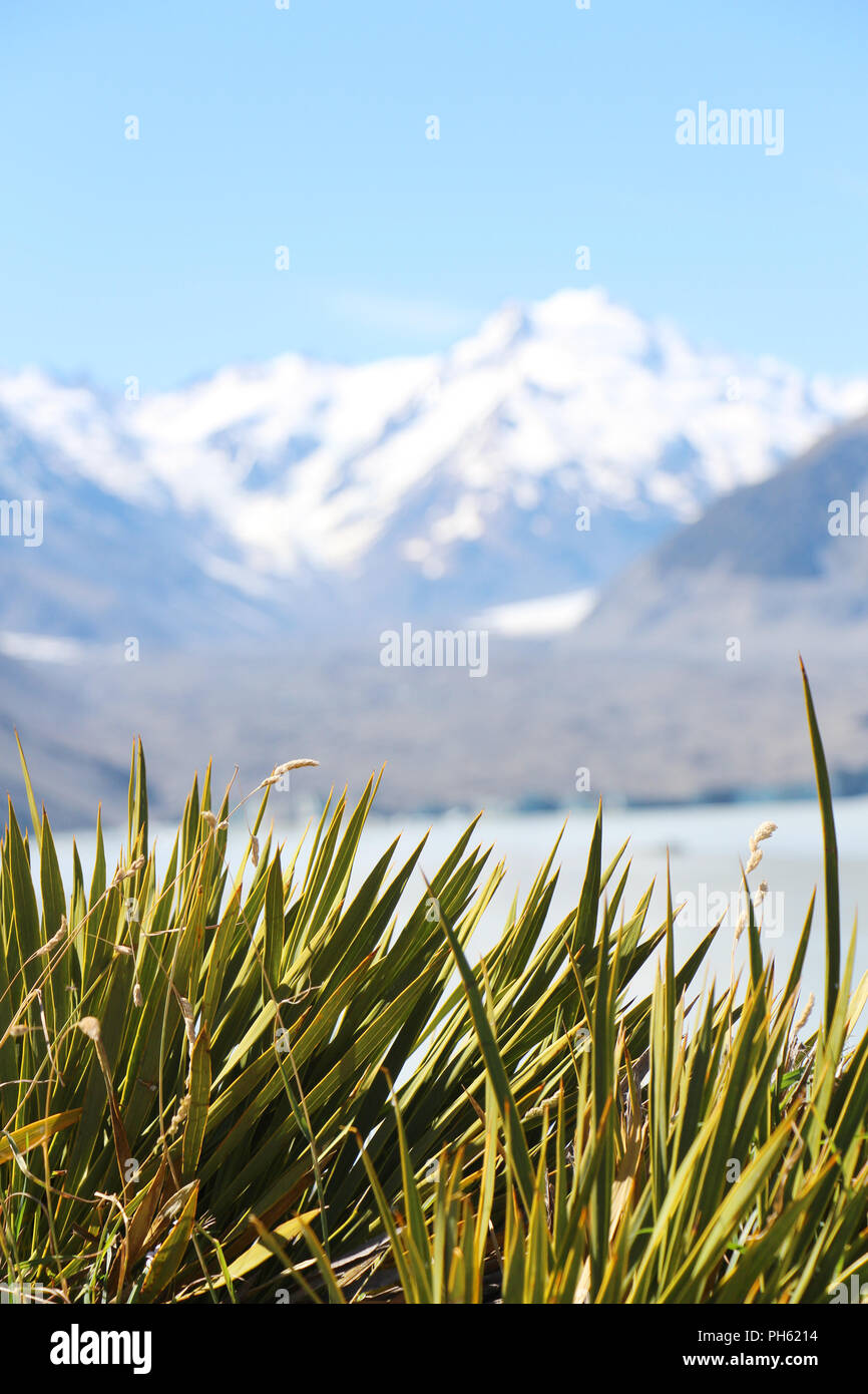 Erba verde con neve nel picco di montagna delle Alpi in Nuova Zelanda Foto Stock