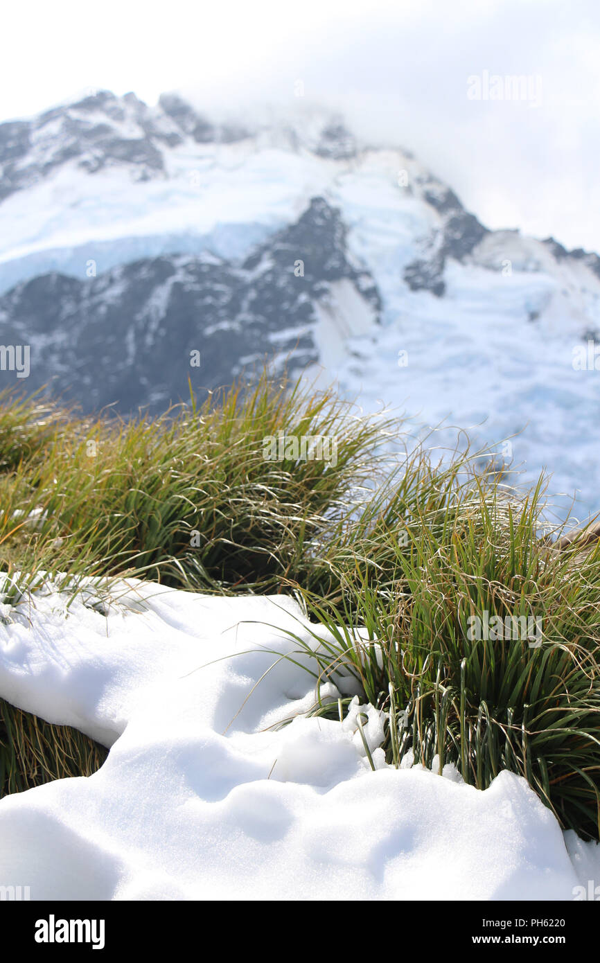 Erba verde con neve nel picco di montagna delle Alpi in Nuova Zelanda Foto Stock