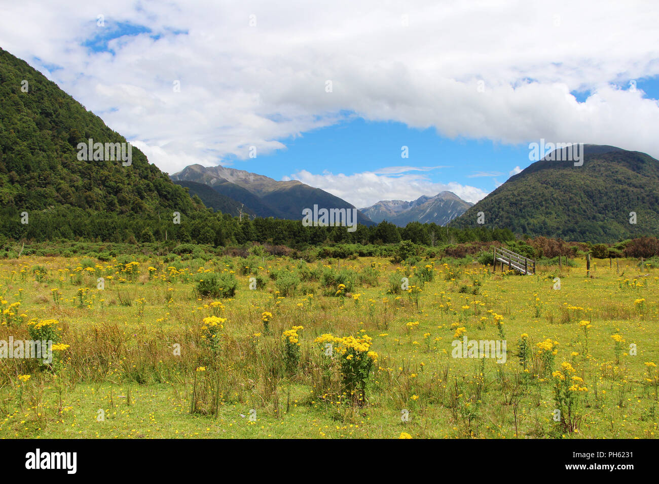 Paesaggio con campo dei fiori e la montagna in Nuova Zelanda Foto Stock