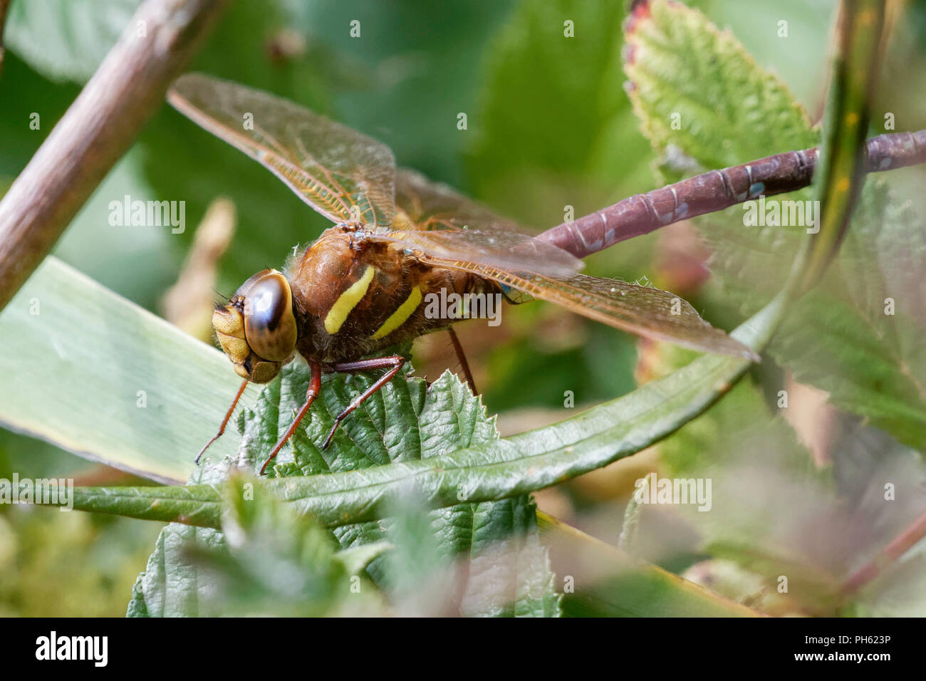 Marrone femmina Hawker dragonfly appollaiato su una foglia Foto Stock