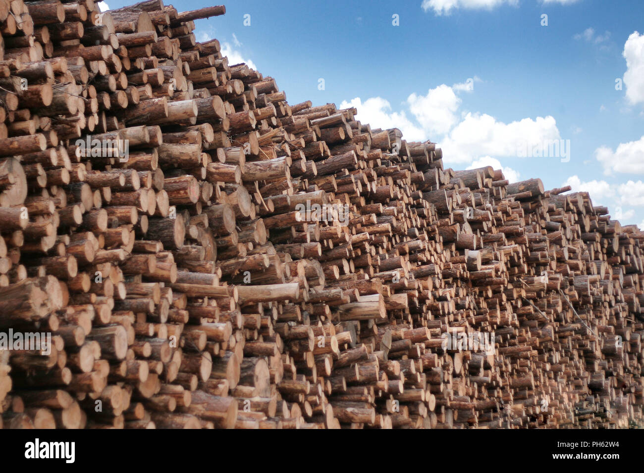 Un sacco di alberi impilati con blue sky copyspace Foto Stock