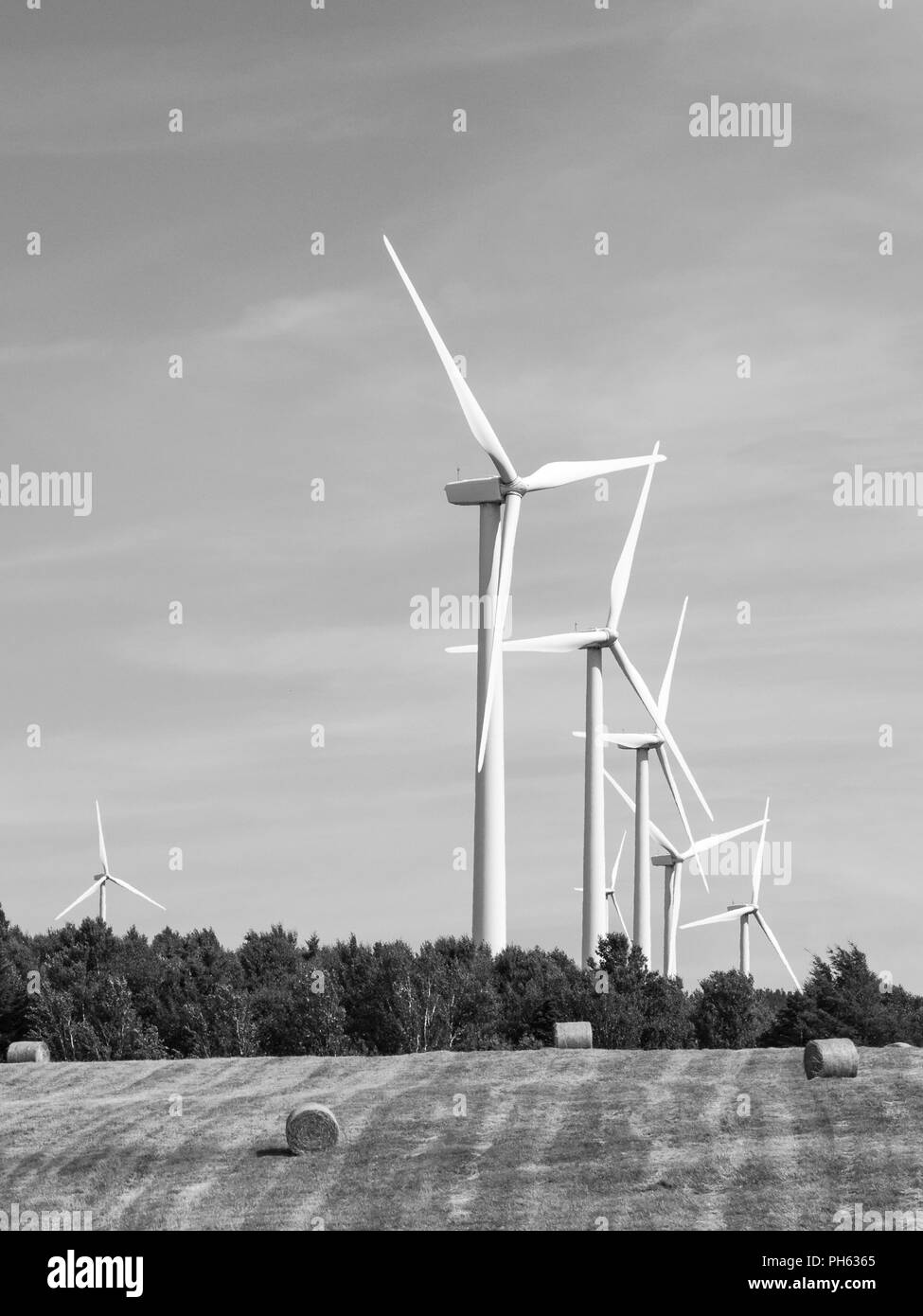 La forza del vento in un campo B&W Foto Stock