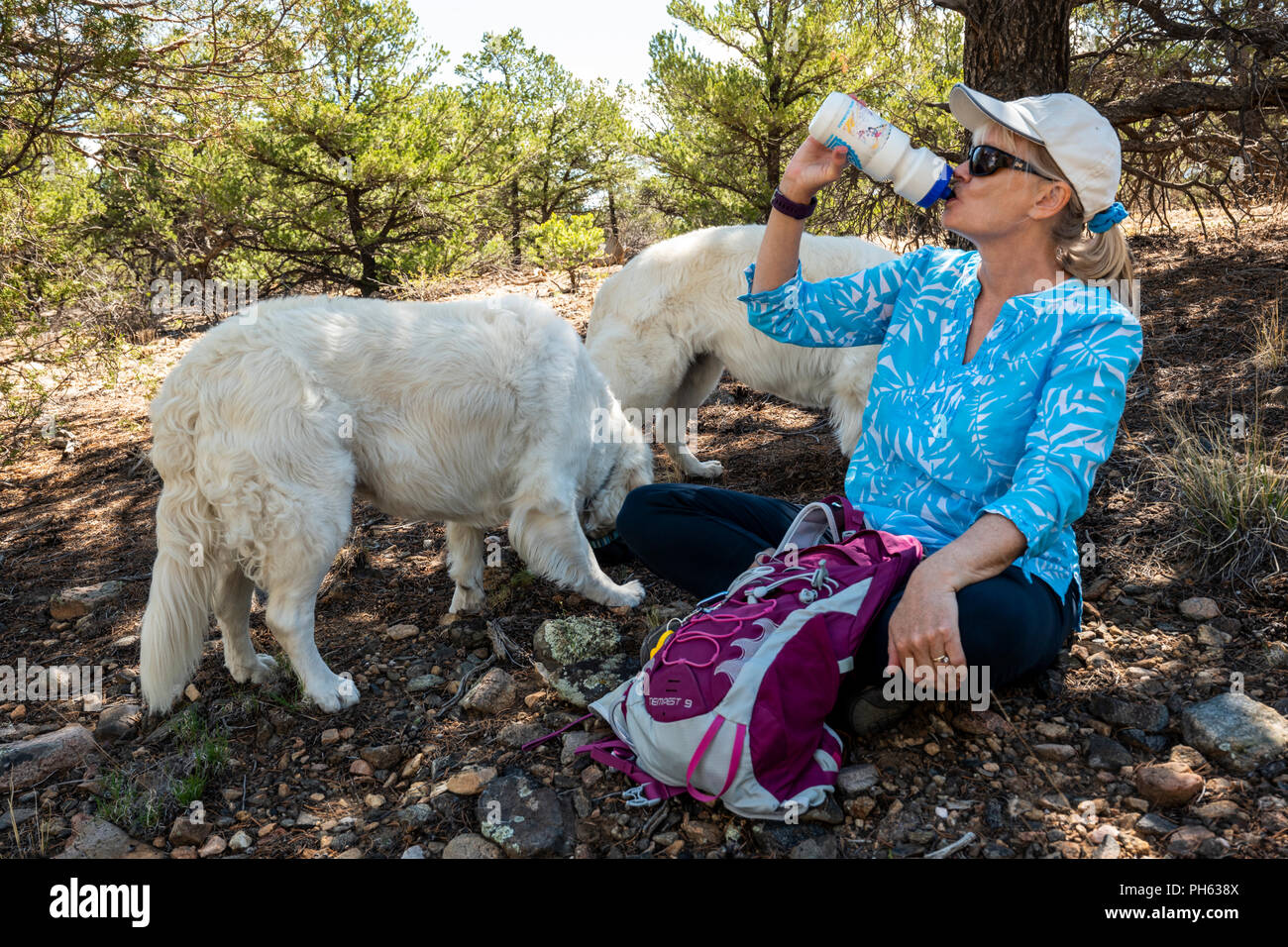 Escursionista femmina bere da una bottiglia d'acqua; con due color platino Golden Retriever cani; West Spartan Trail; Salida; Colorado; USA Foto Stock