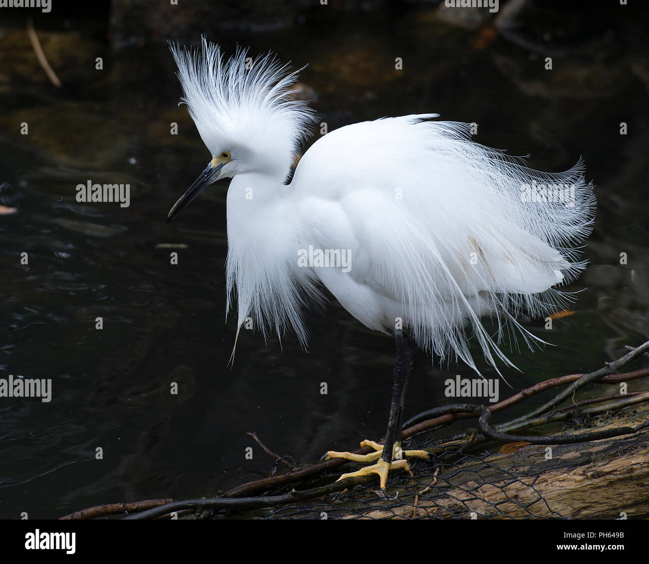 Snowy Garzetta bird su un log dall'acqua nel suo ambiente. Foto Stock