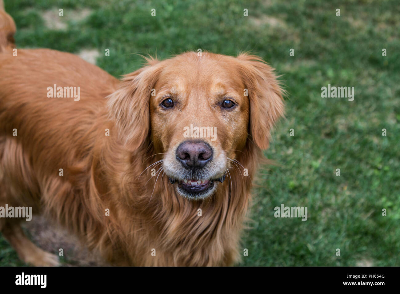 Golddn Retriever con bellissime, morbido rivestimento rosso. 3/4 ritratto di una molto buona Cerchi cane., guardando il fotocamera. Foto Stock