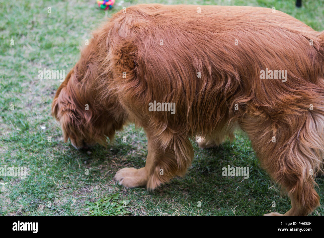 Golddn Retriever con bellissime, morbido rivestimento rosso. 3/4 ritratto di una molto buona Cerchi cane, lo sniffing terra. Foto Stock
