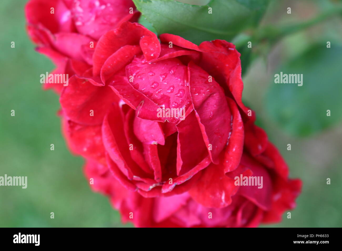 Le gocce di pioggia sulla vibrante rose rosse Foto Stock