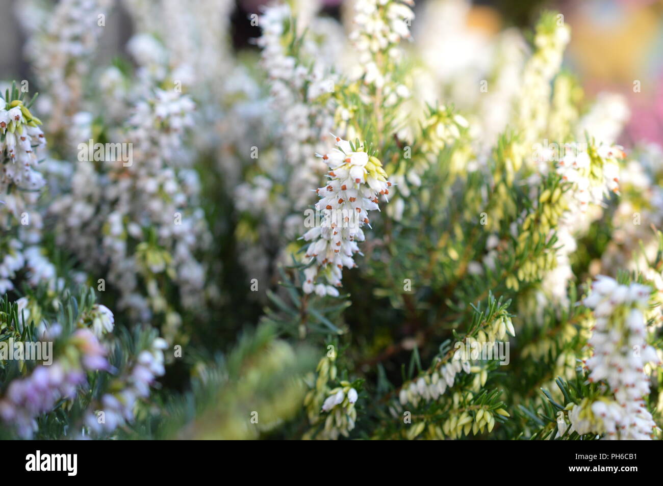 Erica x darleysnis perfezione bianco Foto Stock