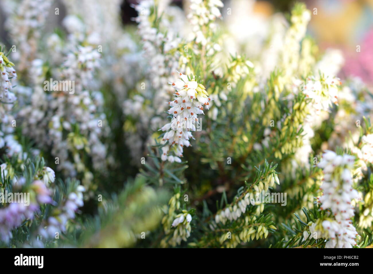 Erica x darleysnis perfezione bianco Foto Stock