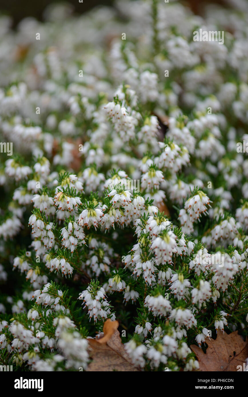 Erica x darleysnis perfezione bianco Foto Stock