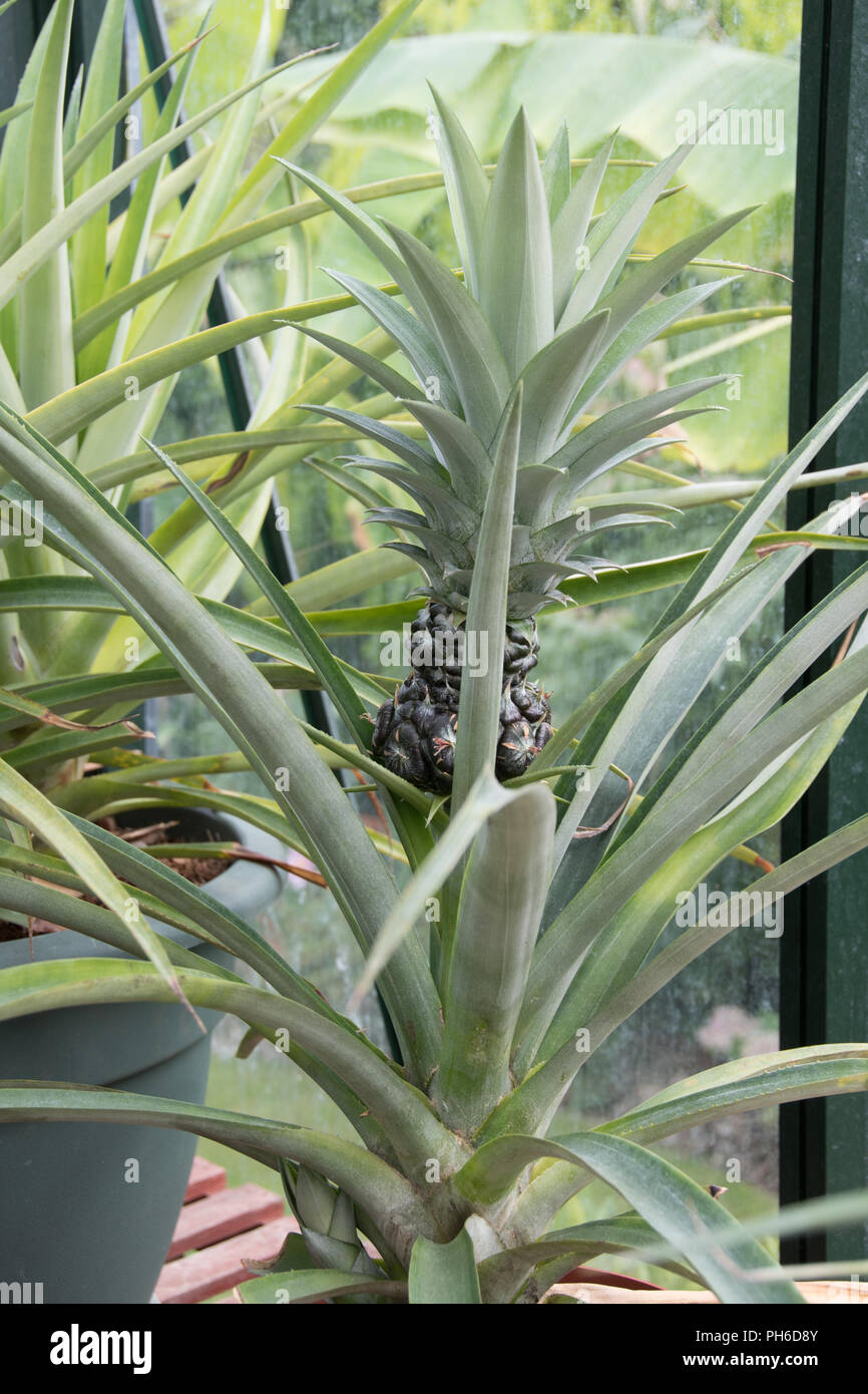 Sottobicchiere Con Ananas E Scritta Divertente Inglese – 9,5x9,5 Cm, Finitura Lucida, Retro In Sughero, Stampato Nel Regno Unito, Idea Regalo Estiva