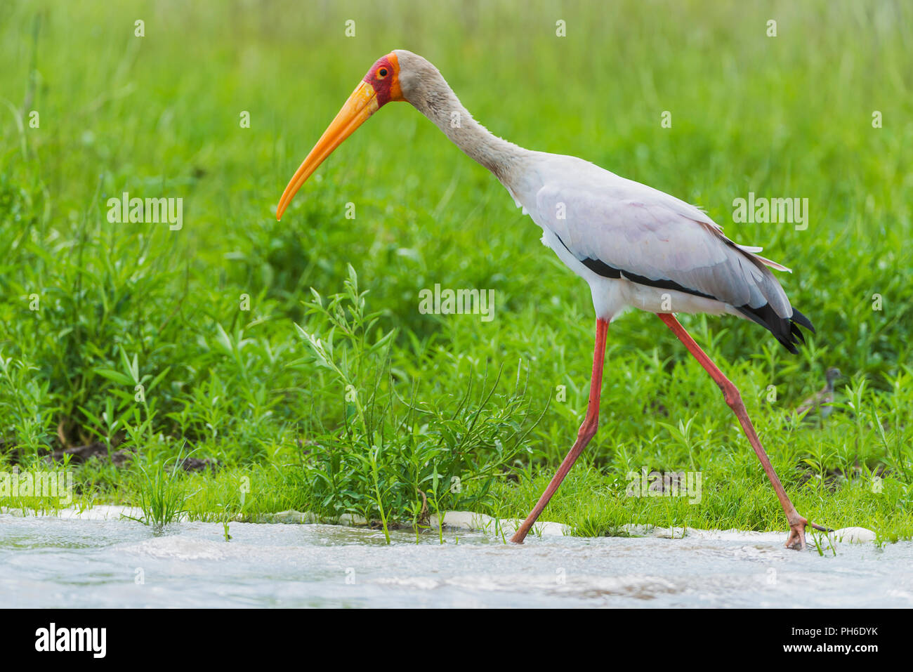 Giallo-fatturati Stork (Mycteria ibis), fiume Rufiji, Tanzania Africa orientale Foto Stock