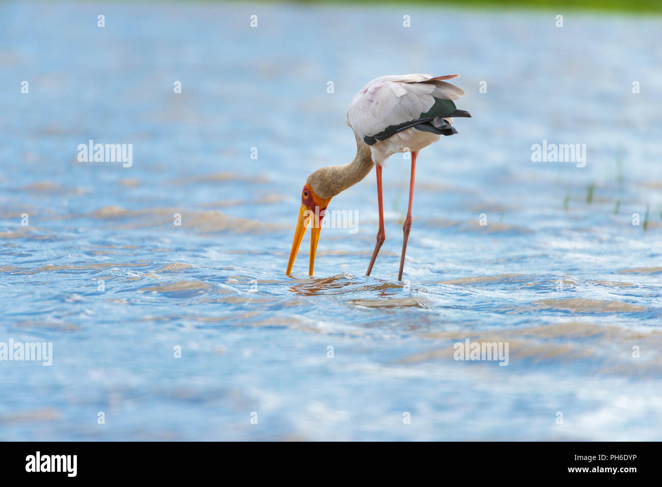 Giallo-fatturati Stork (Mycteria ibis), fiume Rufiji, Tanzania Africa orientale Foto Stock