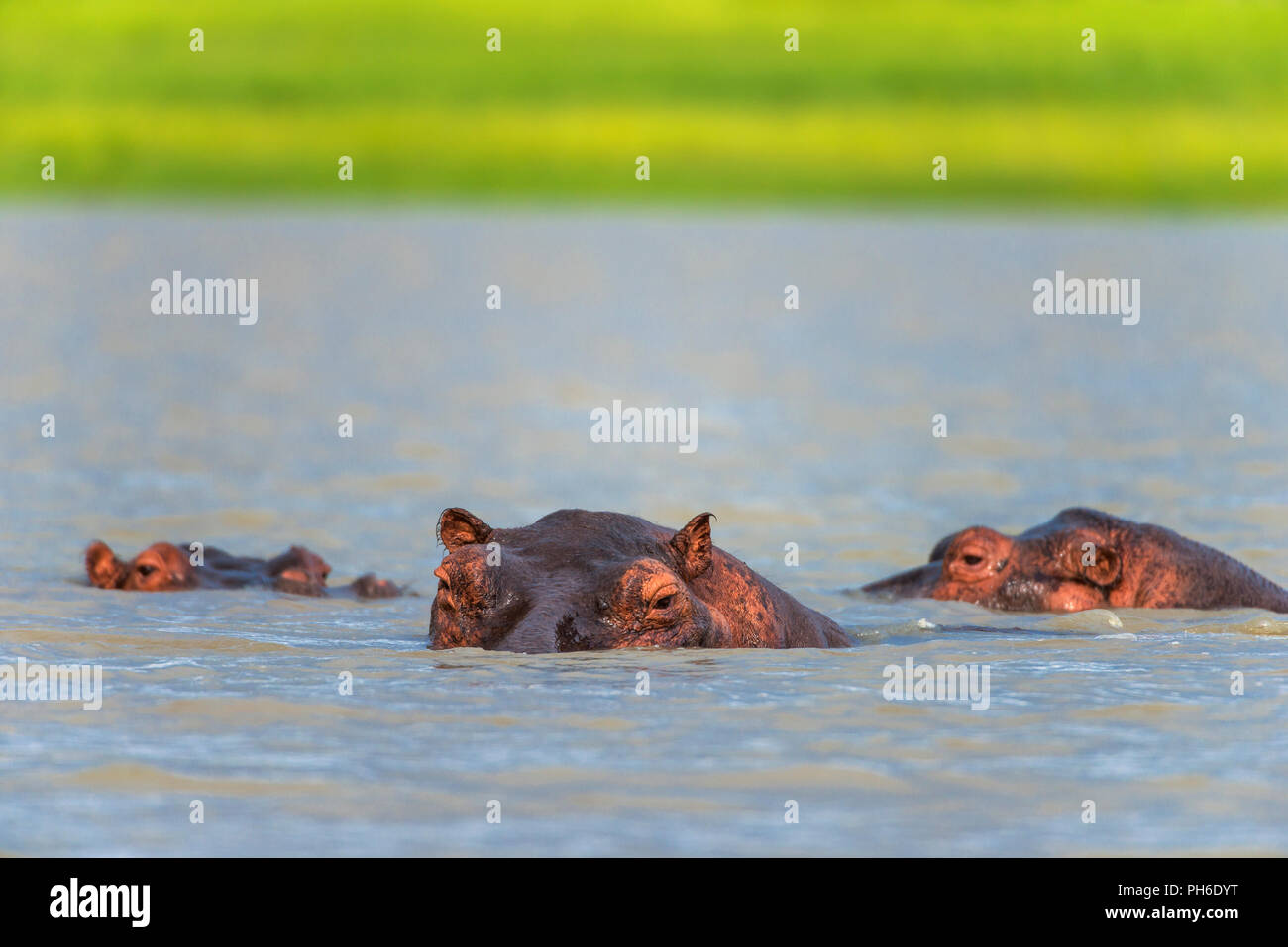 Hippopotamus amphibius, fiume Rufiji, Tanzania Africa orientale Foto Stock