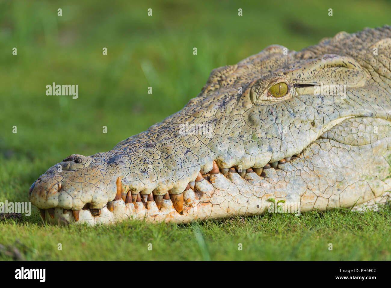 Coccodrillo del Nilo (Crocodylus niloticus), fiume Rufiji, Tanzania Africa orientale Foto Stock