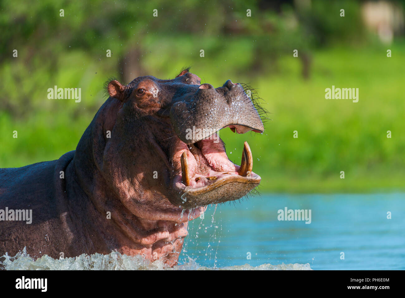 Hippopotamus amphibius, fiume Rufiji, Tanzania Africa orientale Foto Stock