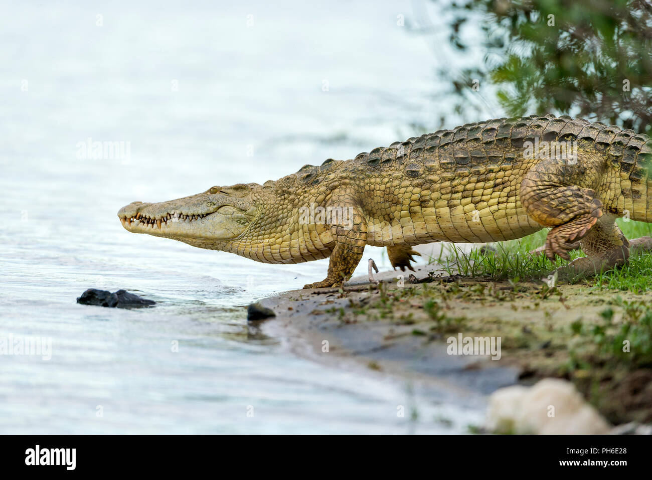 Coccodrillo del Nilo (Crocodylus niloticus), fiume Rufiji, Tanzania Africa orientale Foto Stock