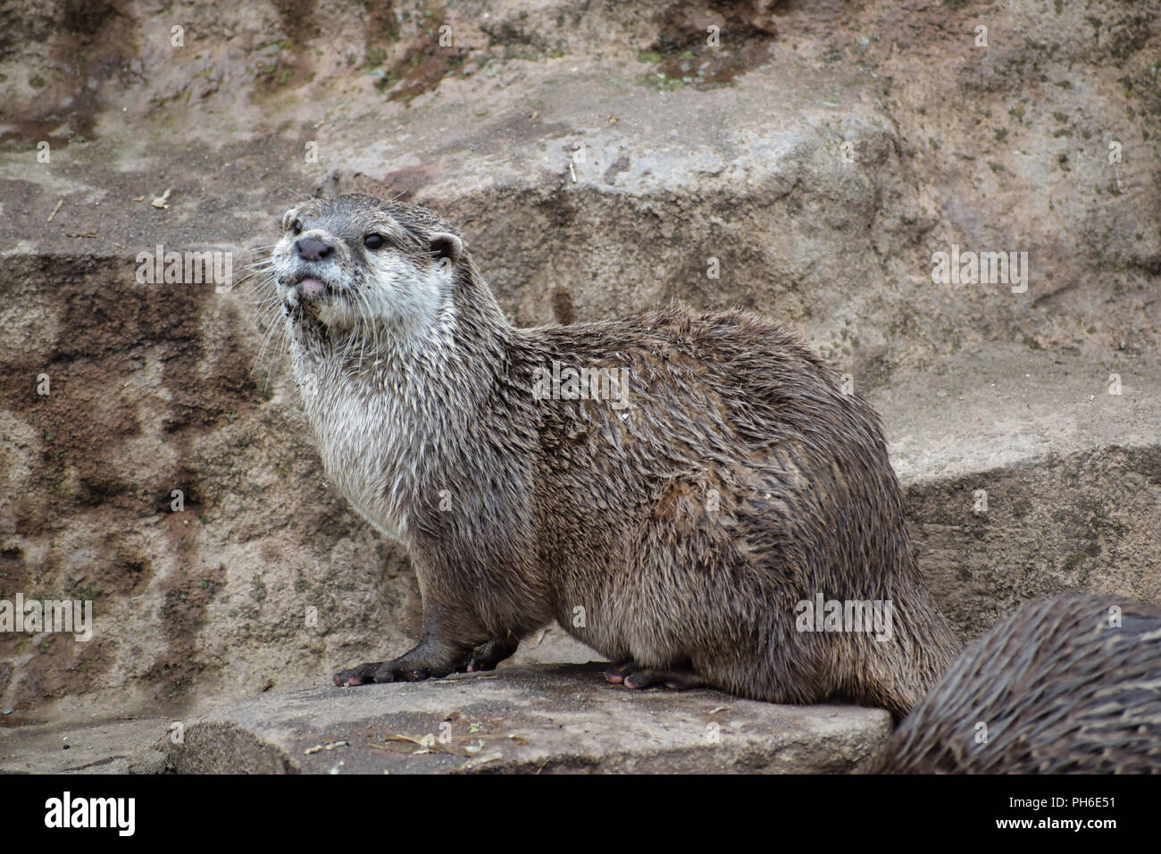 Asian breve artigliato Otter Foto Stock